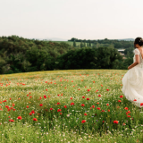 Le champs de coquelicot